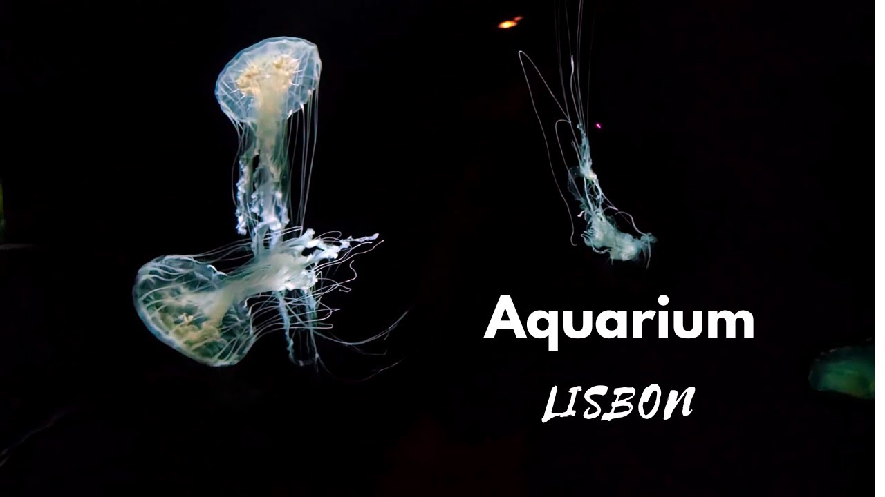 Oceanário de Lisboa walk through