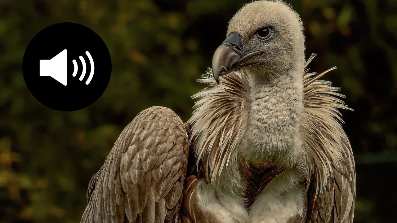 Cri du Vautour Fauve | Vulture Sound