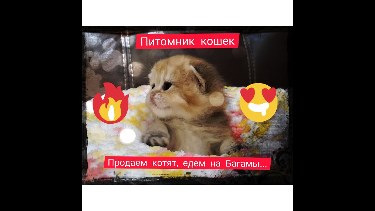 Питомник Британских кошек: как открыть, заработать и сразу поехать на Мальдивы и купить Порше..