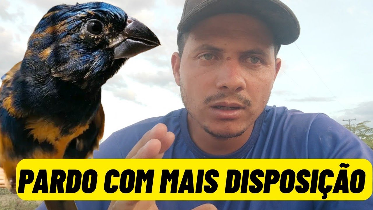 AZULÃO pardo precisa fazer isso para ter mais disposição e levantar rápido