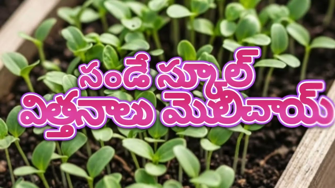 సండే స్కూల్ విత్తనాలు మొలిచాయి