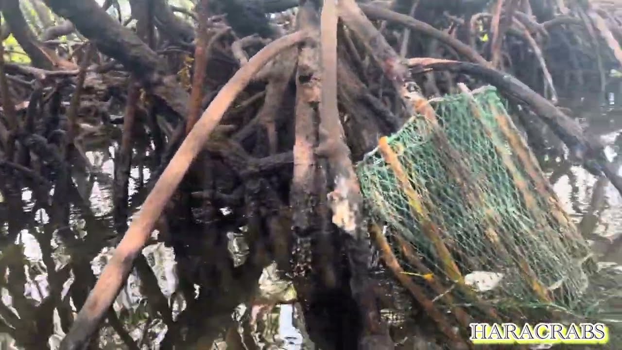 FIRST TRAP CATCHING MUD CRAB GOOD SIZED 