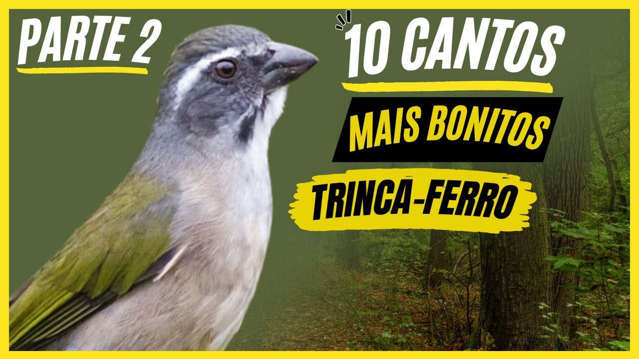 TOP 10: Cantos De 