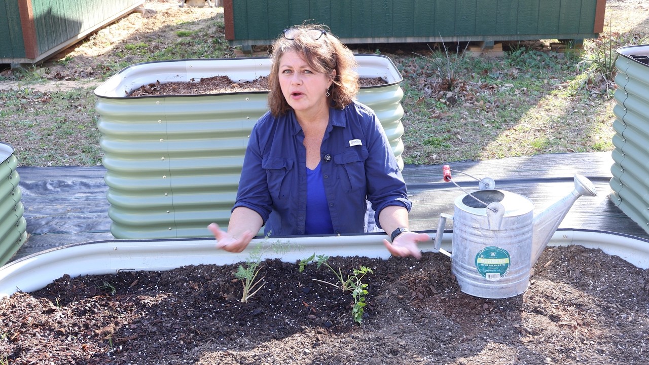 Planting Garlic Chives, Dill and Parsley and Wildfire Update!