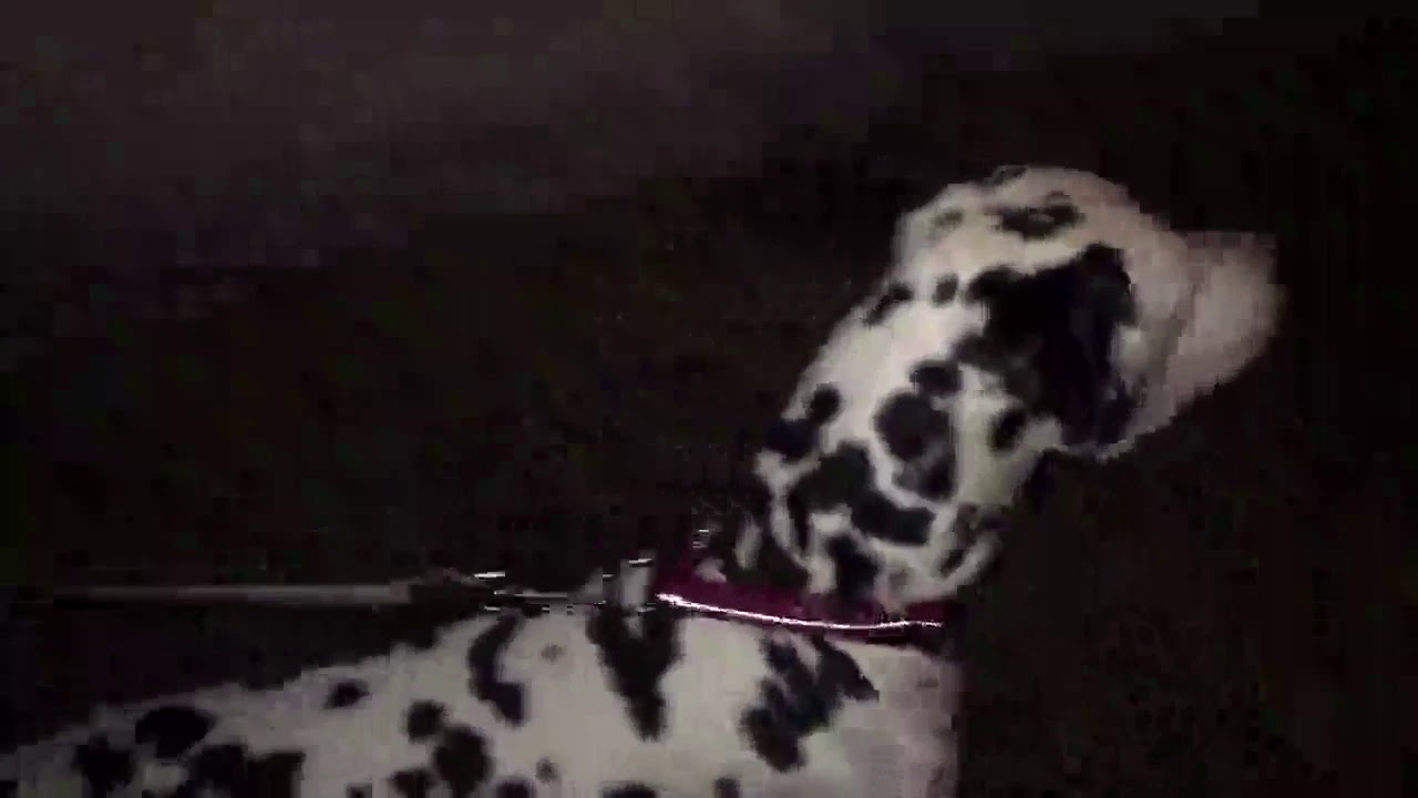 Aggressive Dalmatian now Reformed Character