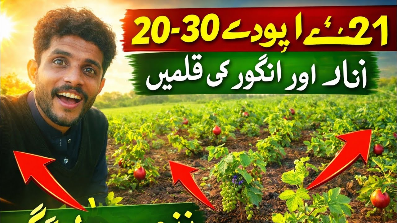 کچھ ہفتے پہلے لگائی گئی انار کی کلمیں کامیاب 🌿 | 5 سال پرانے درخت بھی دیکھیں
