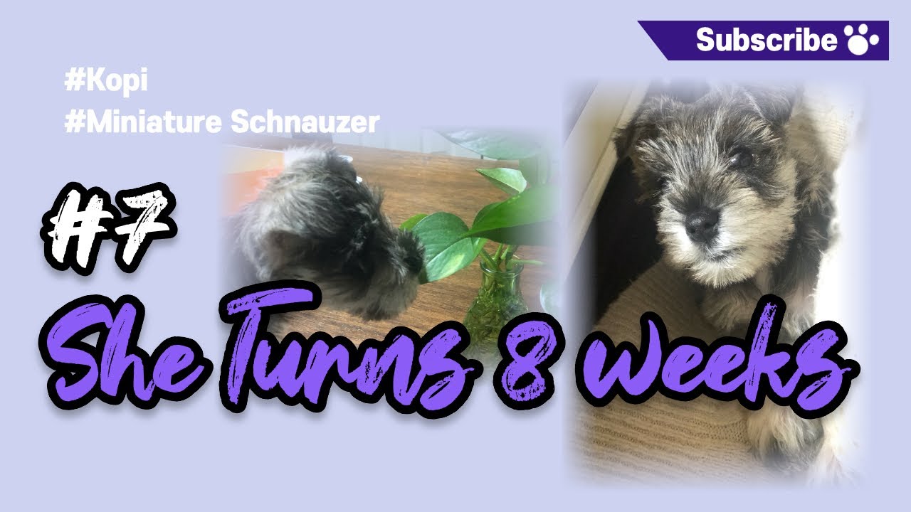 Kopi Miniature Schnauzer #7 She turns 8 weeks | Puppy growing so much