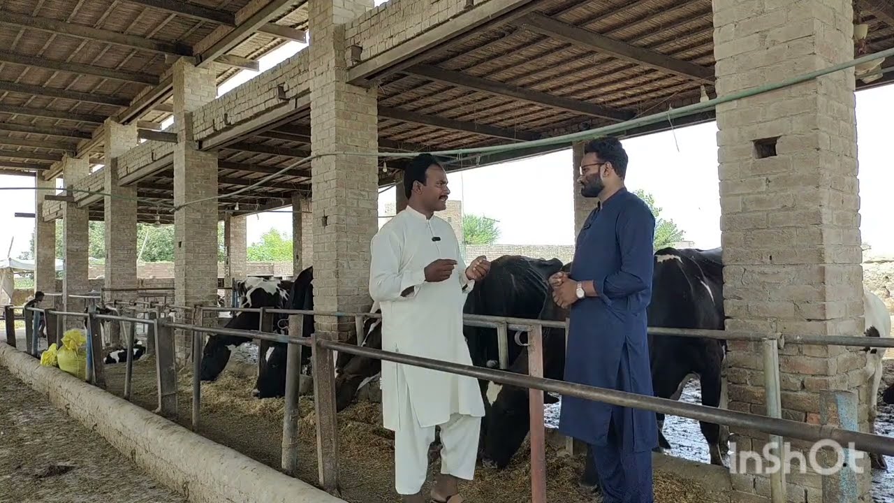 Doodh Zyada Karne Ke Asaan Tricks & Imported Cow Care | Desi Dairy Farming Tips