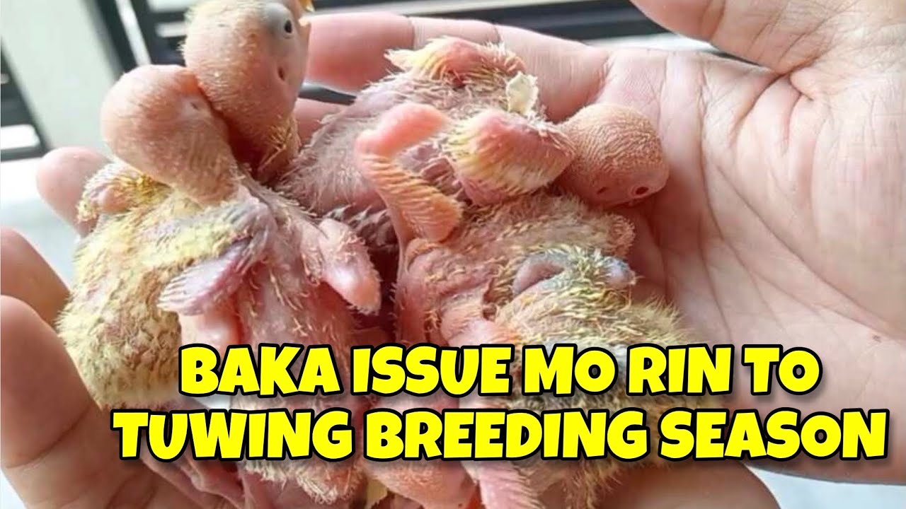 Issue Mo Rin Ba To Tuwing Breeding Season?