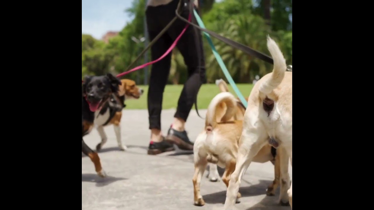 promenade  dog sitter carlotta ch genève 2 