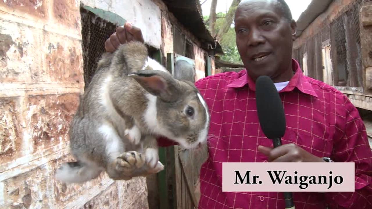 Rabbit farming