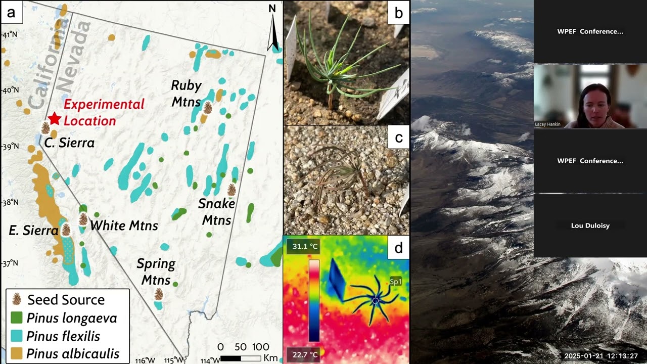 Soil moisture mediates five-needle pine seedling mortality under extreme heat conditions, L. Hankin