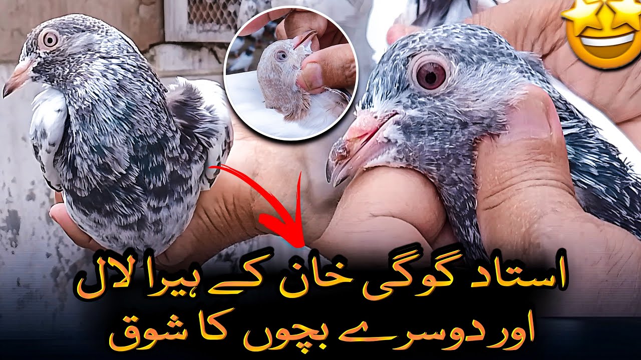 USTAD GOGI KHAN KAY HERA LAAL OR DOSRAY BACHO KA SHOQ | KABOOTAR | USTAD GOGI | KABUTARBAZI | PIGEON