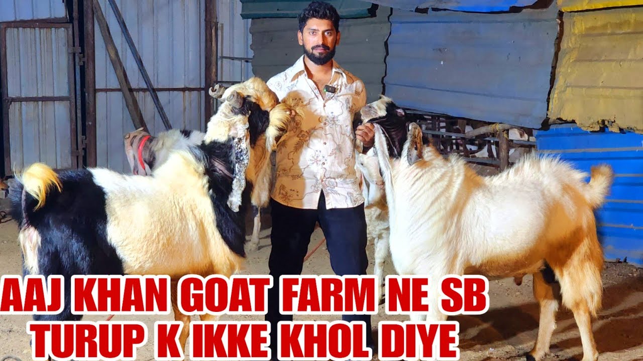 Khan Goat Farm Khol Sare Turum K Ekke Ek Se Ek Khatarnak Andul Bakre Mumbai Mumbra