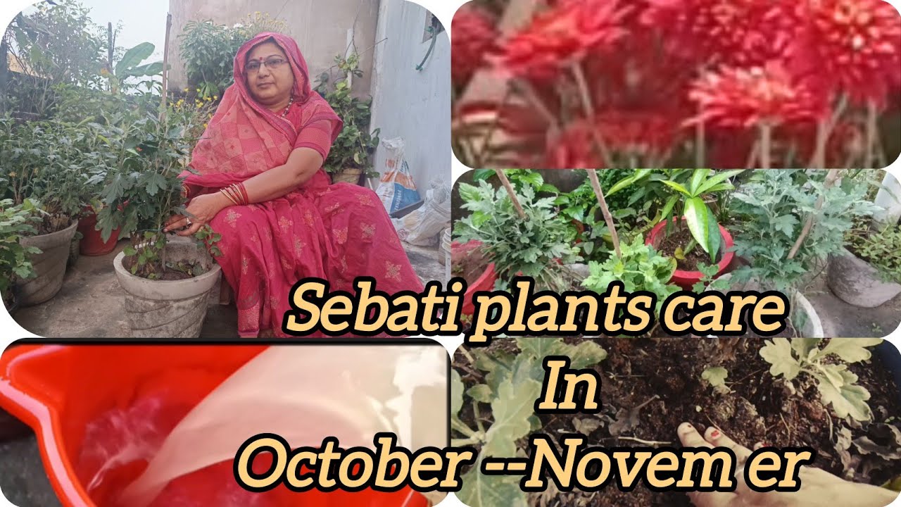 ସେବତୀ ର ଯତ୍ନ ଅକ୍ଟୋବର୍ ଓ ନଭେମ୍ବର ରେ #youtube #video #flowers #gardening #garden #sebati 