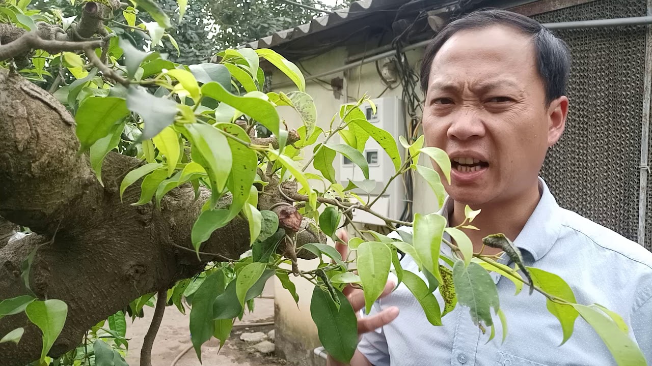 KINH NGHIỆM BÓN PHÂN CHO CÂY SANH