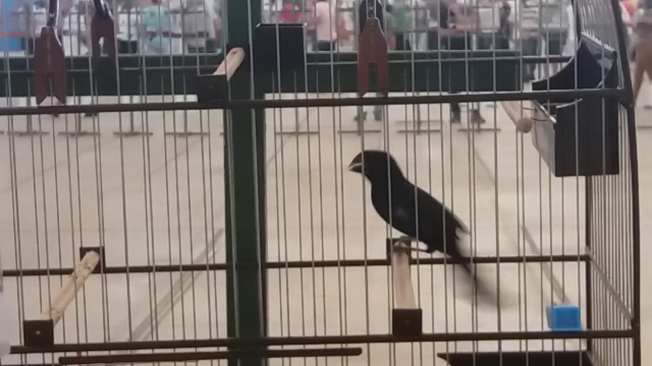 BICUDO PEDREGULHO ( Rei Pelé x Sandrinha ) CRIATÓRIO SANTA RITA BICO PRETO.