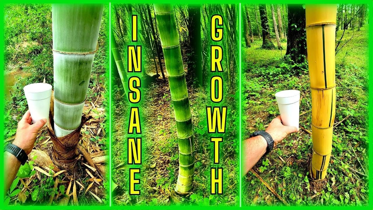 Growth Spurts: My 13-Year Adventure with Moso and Vivax Bamboos