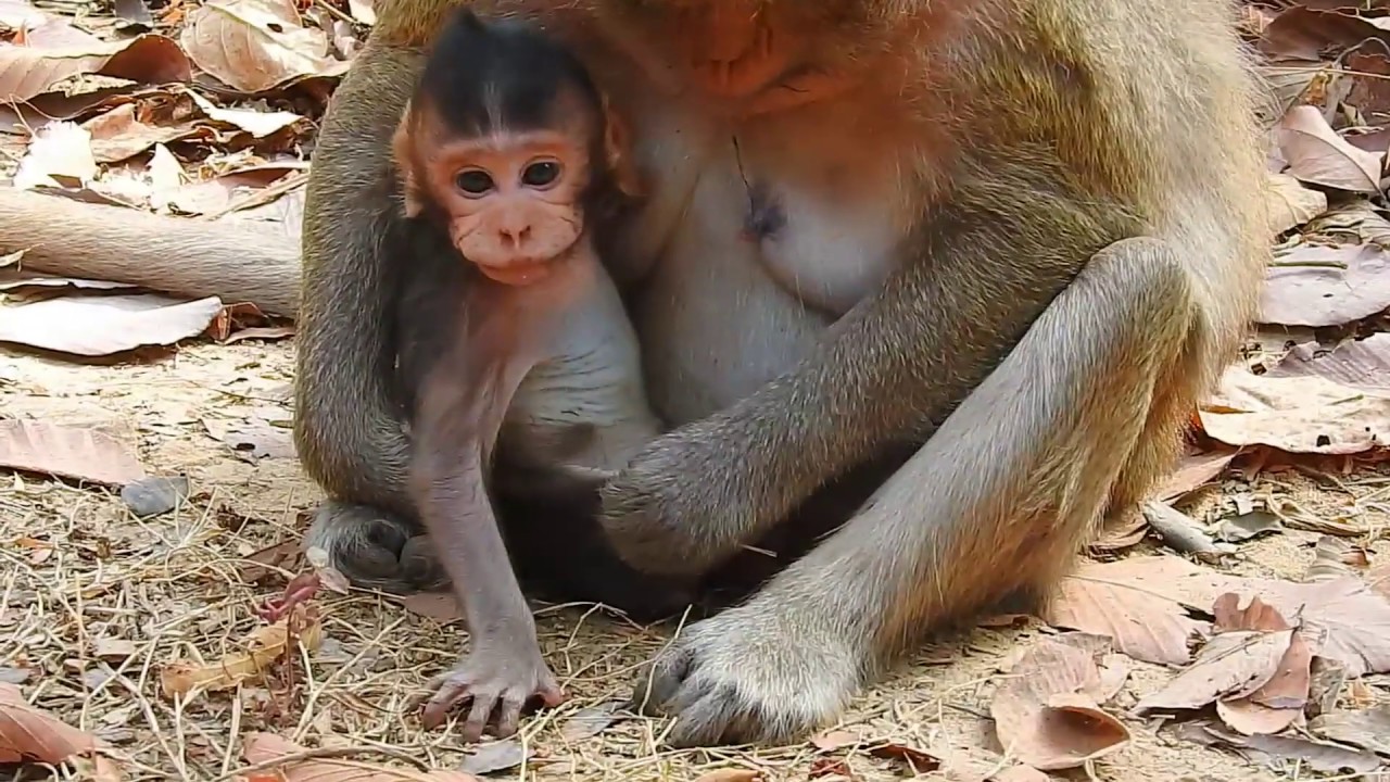 A Little Baby Monkey Tired And Milk Mom At Launch Time,Mom Good Nurse And Comfort Her Baby Well