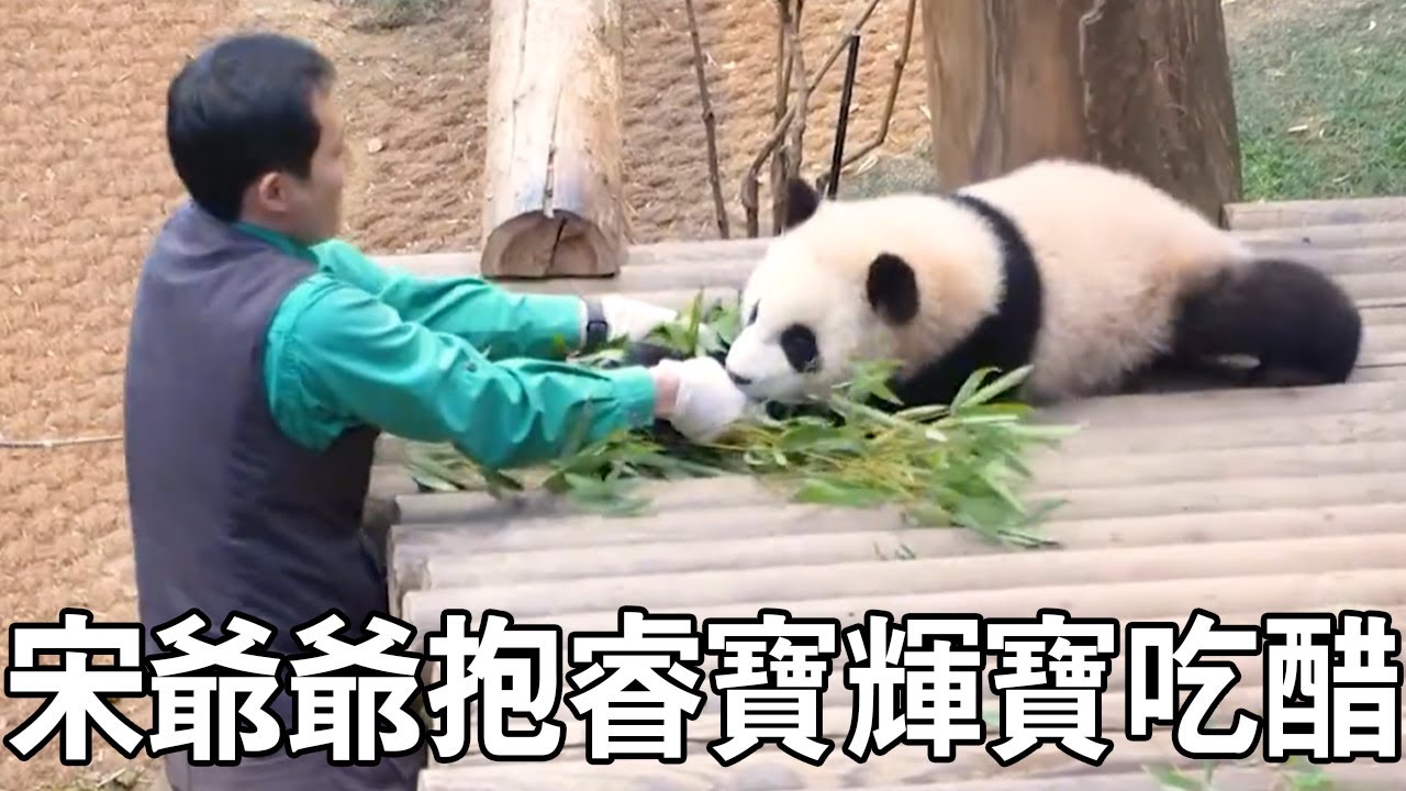 宋爺爺抱睿寶下班，這甜甜的一幕被輝寶看到了，沒想到輝寶下一秒就吃醋生氣了【有趣的喵哇】