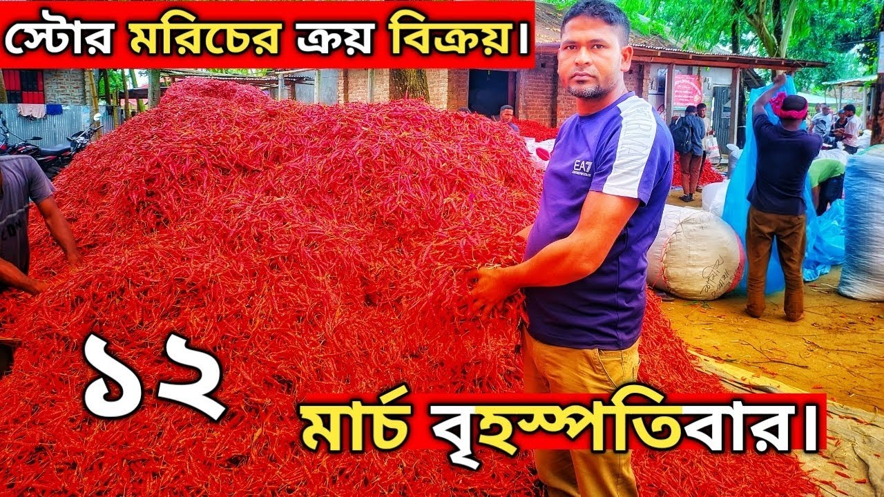 ১২ মার্চ বৃহস্পতিবার। স্টোর মরিচের ক্রয় বিক্রয়#মরিচের_বাজার #পাইকারি_মরিচ 