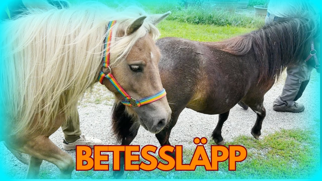 STALLVLOGG vi tar shettisarna till betet