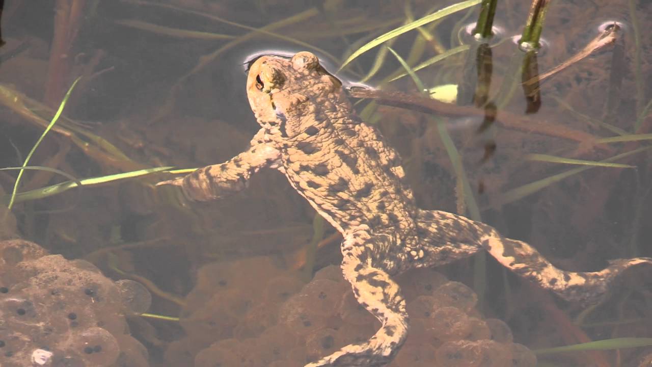 Frogs Toads and a Pregnant Doe