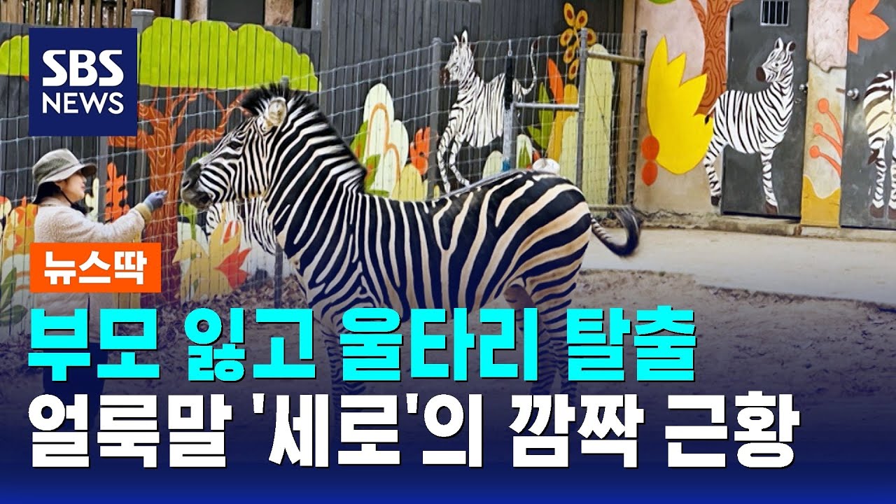 얼룩말 '세로' 깜짝 근황&hellip;안정 되찾은 비결은 / SBS / 뉴스딱
