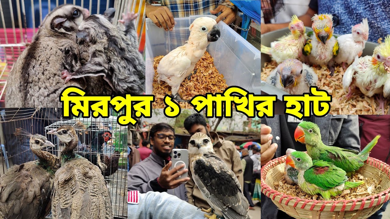 ২১ ফেব্রুয়ারি মিরপুর ১ পাখির হাট_টিয়া পাখির বাচ্চা,ম্যাকাও, ময়ূর,বাজ পাখি_Mirpur 1 pakhir Haat