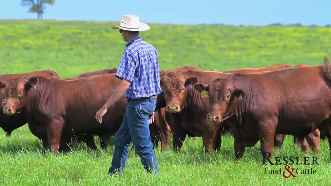 Ressler Land & Cattle 2026 Production Sale Promotional Video