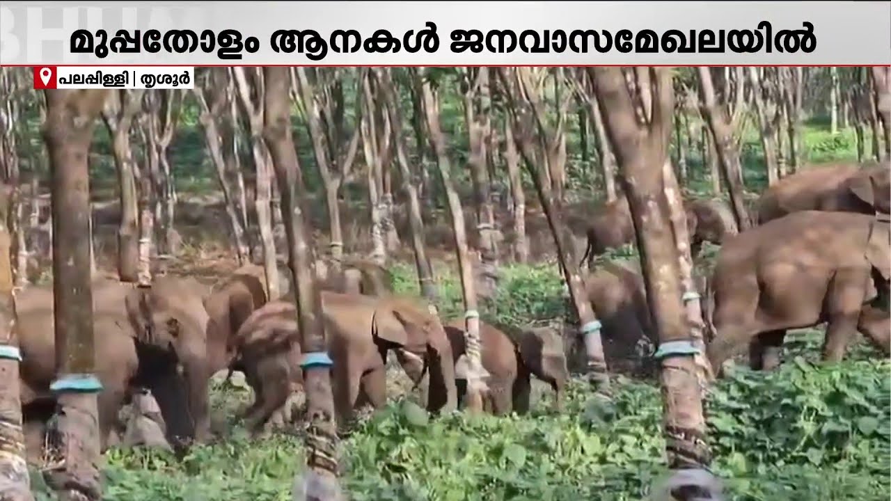 പലപ്പിള്ളി റബര്‍ എസ്‌റ്റേറ്റില്‍ തമ്പടിച്ച് 30 ആനകള്‍ | Wild Elephant