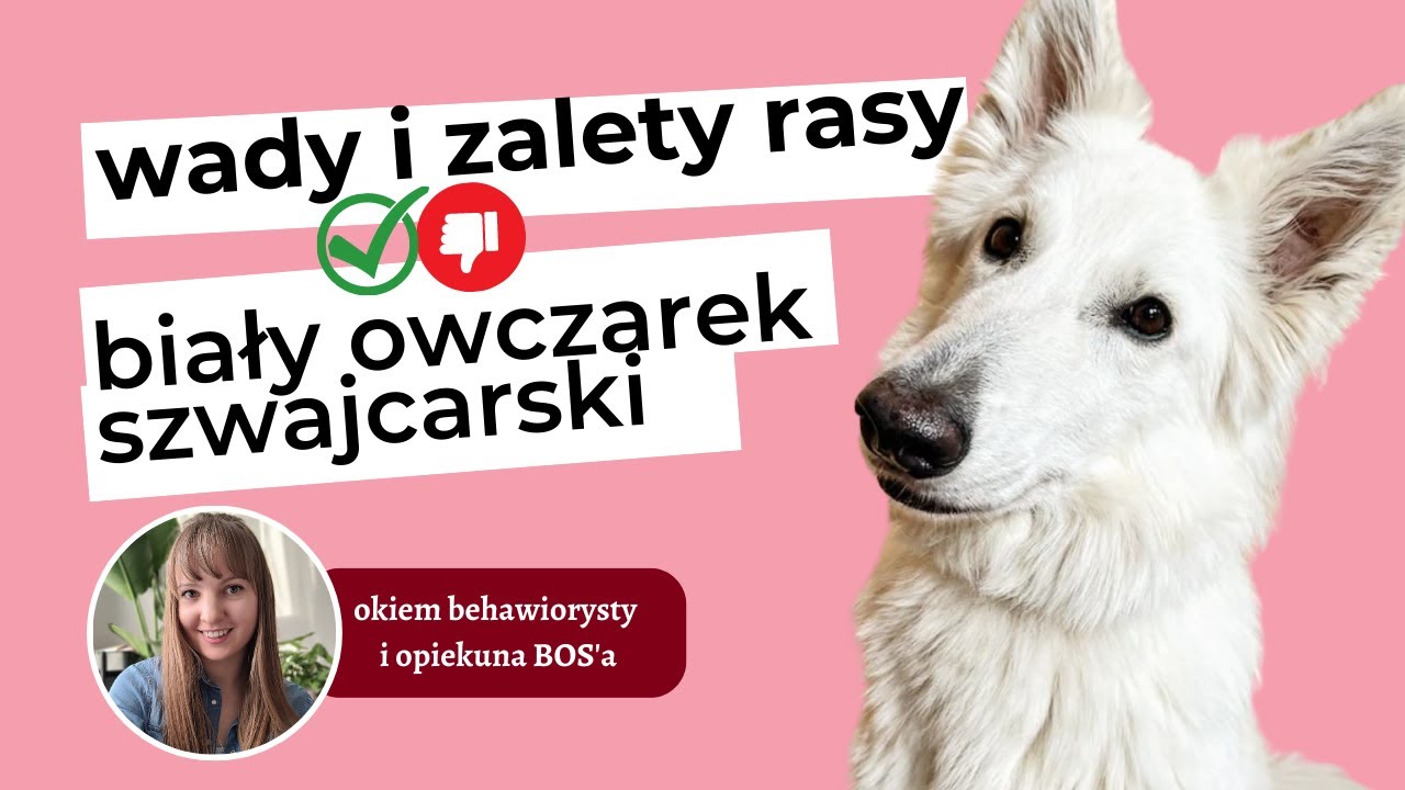 BIAŁY OWCZAREK SZWAJCARSKI - WADY I ZALETY RASY okiem behawiorysty i opiekuna BOS'a
