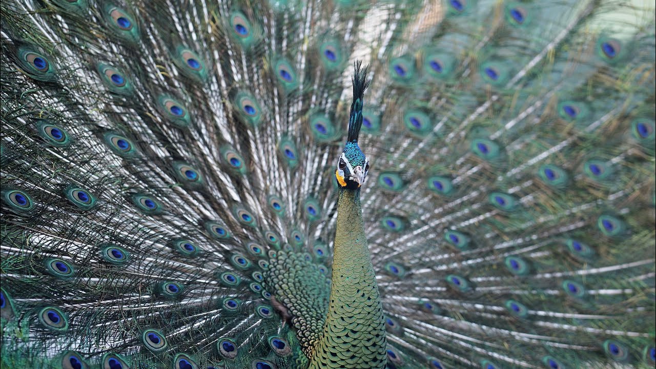 Rare peacocks farm livestream 20