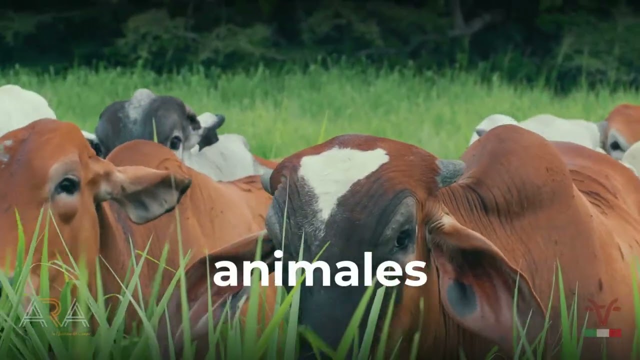 Acompañamos a Carnes La Italiana con ARA Campo para un manejo responsable del campo. 