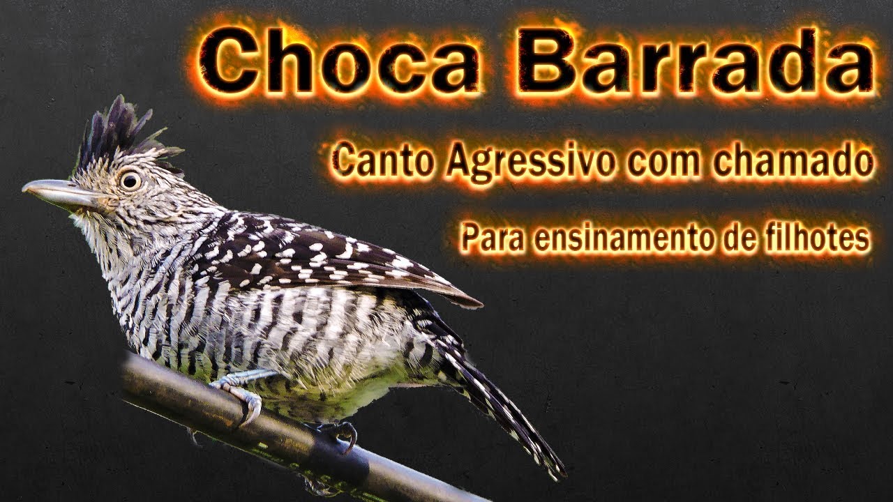 Choca barrada canto agressivo com chamado para ensinamento de filhotes e est&iacute;mulo de canto em machos