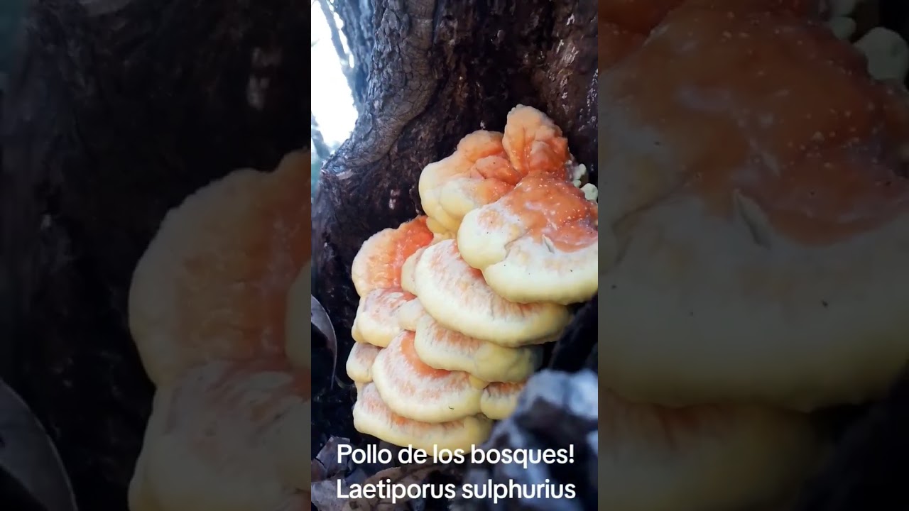 Laetiporus sulphurius es el pollo de los bosques, un hongo de troncos secos. te animas a probar?