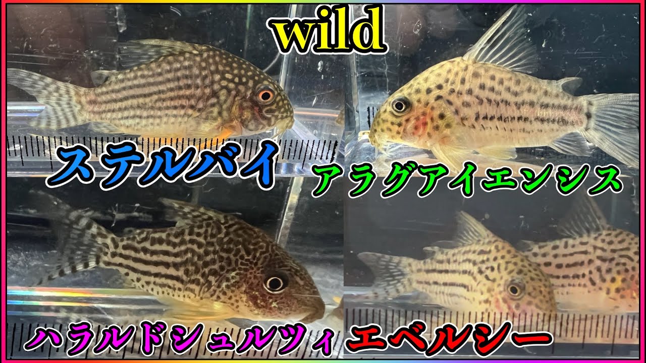 『wild ステルバイ』『ハラルドシュルツ』『エベルシー』『アクグアイエンシス』　購入から10日間　コリドラス沼　入口に立つ！小型熱帯魚