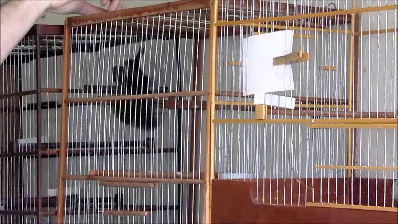 Curi&oacute; Sentinela Neto galando Serena