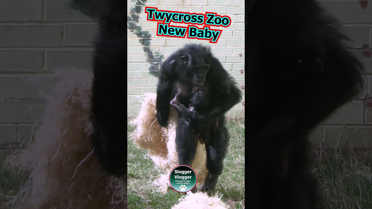 Twycross Zoo New Baby Bonobo Ape #newbornbaby #zoonews