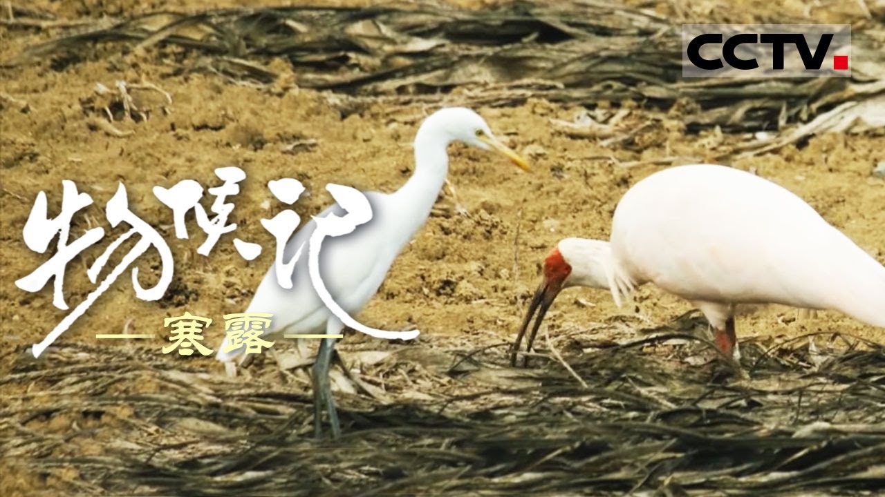 《物候记》寒露：鄱阳湖的寒露晨曦 雾气、霞光与鸟鸣的交响曲【CCTV纪录】