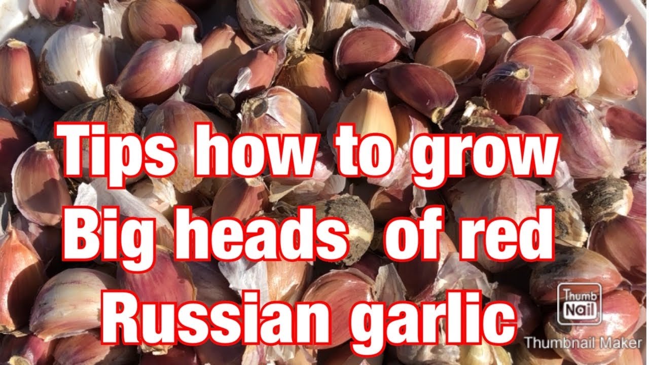 How to grow big head red Russia garlic