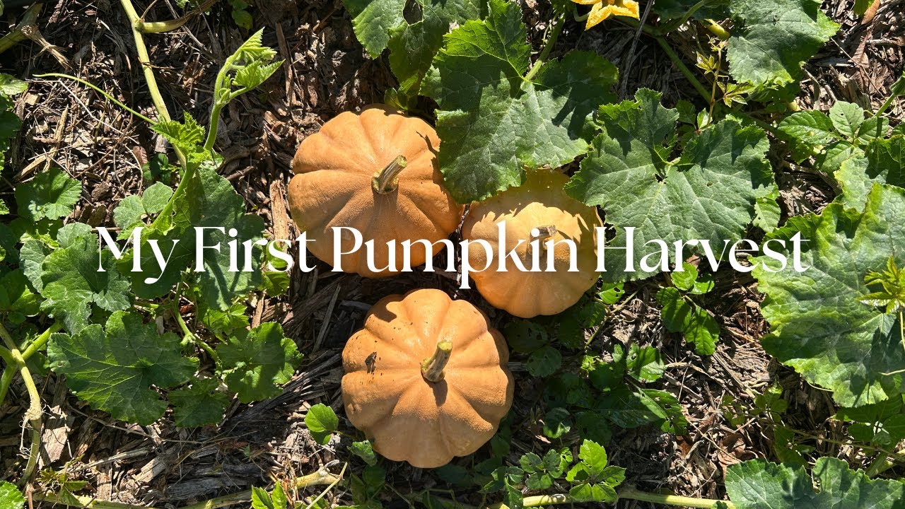 Urban Farm Vlog| Growing my own pumpkins, installing irrigation + (a) sweet potato harvest