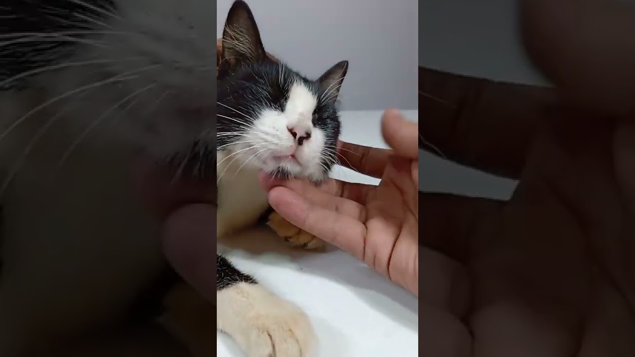 Cat emotional video 🥺!!# shorts