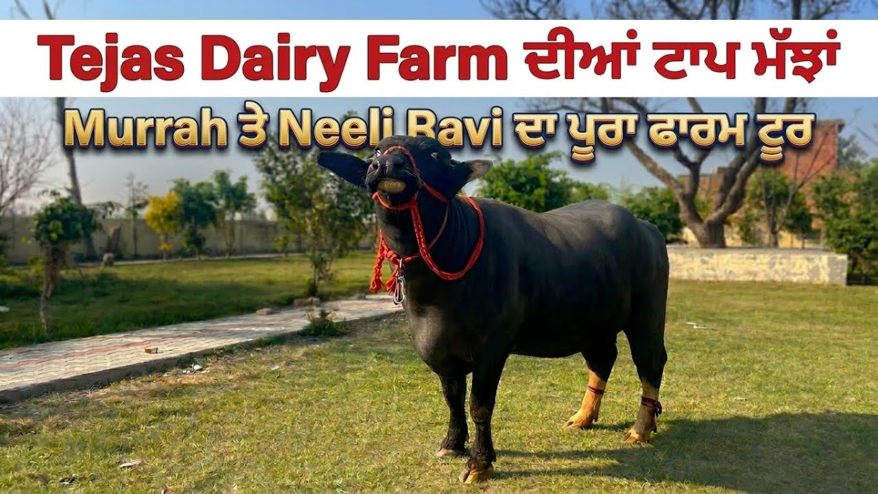 ਚਾਰ ਮੇਲਿਆਂ ਦੀ ਚੈਂਪੀਅਨ ਝੋਟੀ ਪੰਜਾਬਣ||ਮੁਰਾਹ ਅਤੀ ਨੀਲੀ ਰਾਵੀ ਟਾਪ ਕੁਆਲਿਟੀ ਮੱਝਾਂ||ਮੱਝਾਂ ਦੀ ਖੁਰਾਕ ਅਤੇ ਸਿਹਤ||