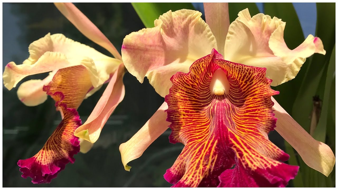 Cattleya dowiana, часть 1. История открытия.