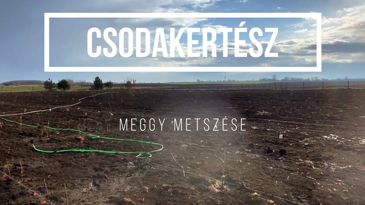 Csodakertész - Egy éves meggy metszése