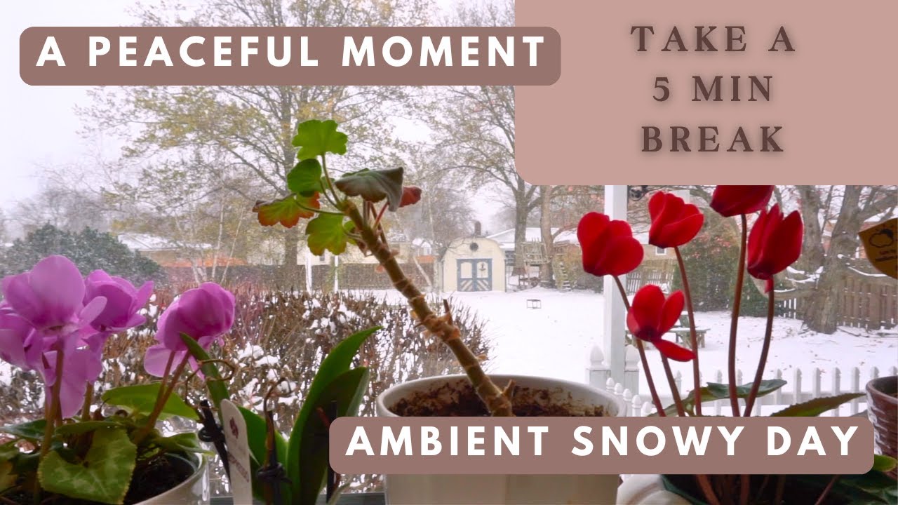 Take a 5 Minute BREAK with a Snowy Moment of Peace #ambient #ambience