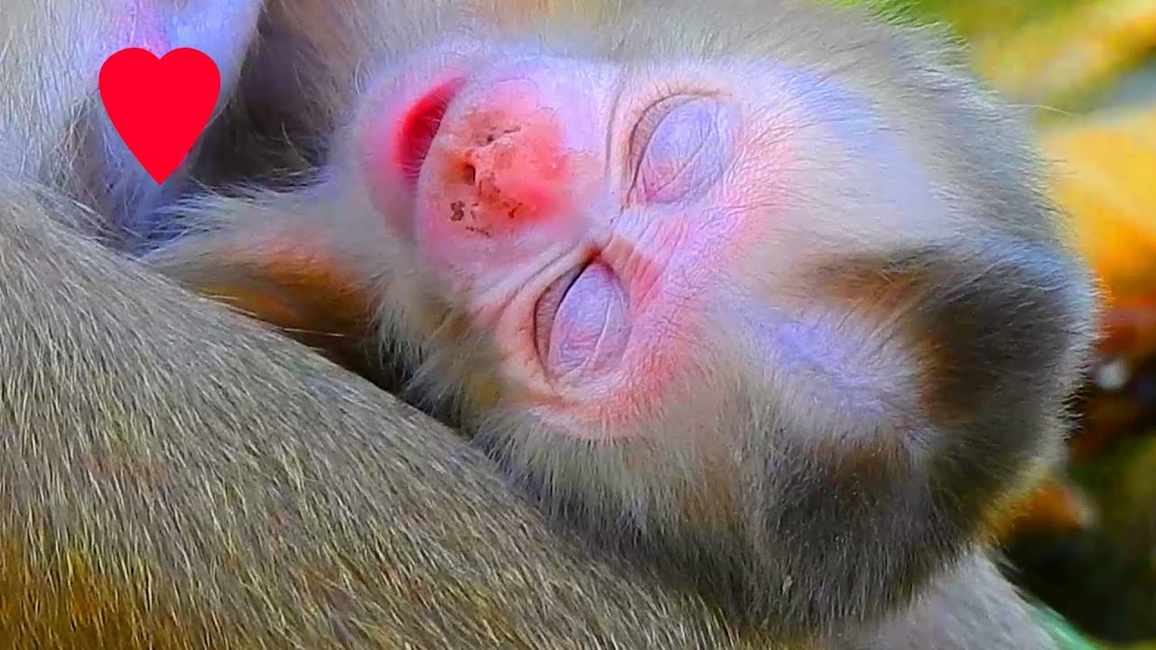 Adorable newborn Lucan is exhausted after get birth, Newborn Lucan sleep well coz he is healthy baby