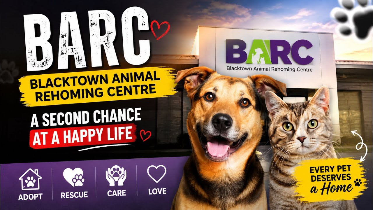 Blacktown Animal Rehoming Centre (BARC) | Dogs & Cats Looking for Their Forever Home ❤️ #rescue 