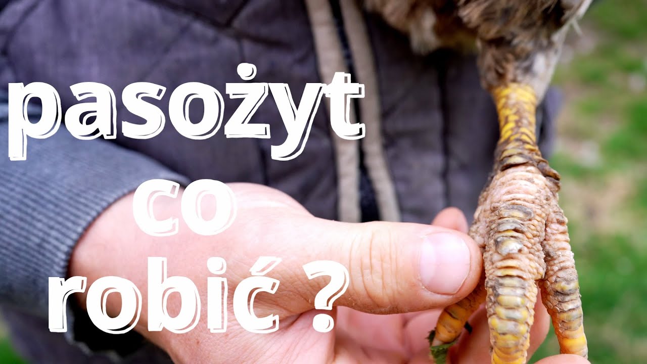 Zrogowaciałe, łuszczące się nogi u kur - przyczyny i proste leczenie w domu.